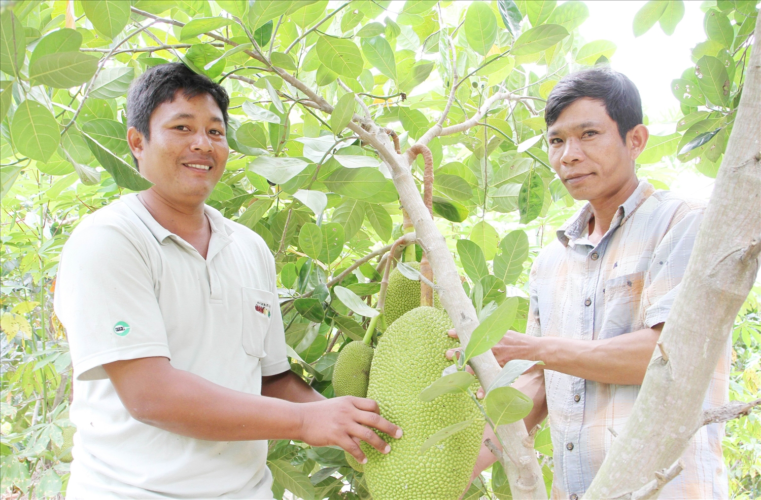 Mít Thái cho năng suất, chất lượng cao trên đồng đất xã vùng cao Phước Hà, huyện Thuận Nam, tỉnh Ninh Thuận.