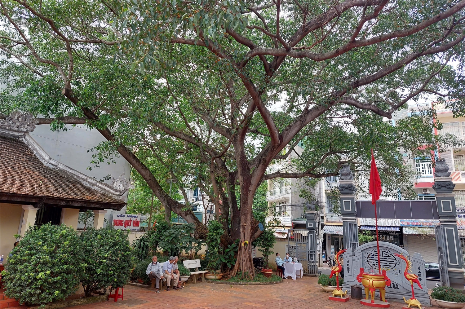 Cây đa cổ thụ ở góc sân đình