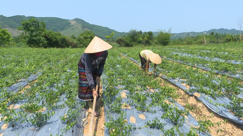 Mô hình sinh kế phát triển cây dược liệu đã làm cho đời sống đồng bào Bru Vân Kiều ở bản Chùa được nâng lên rõ rệt