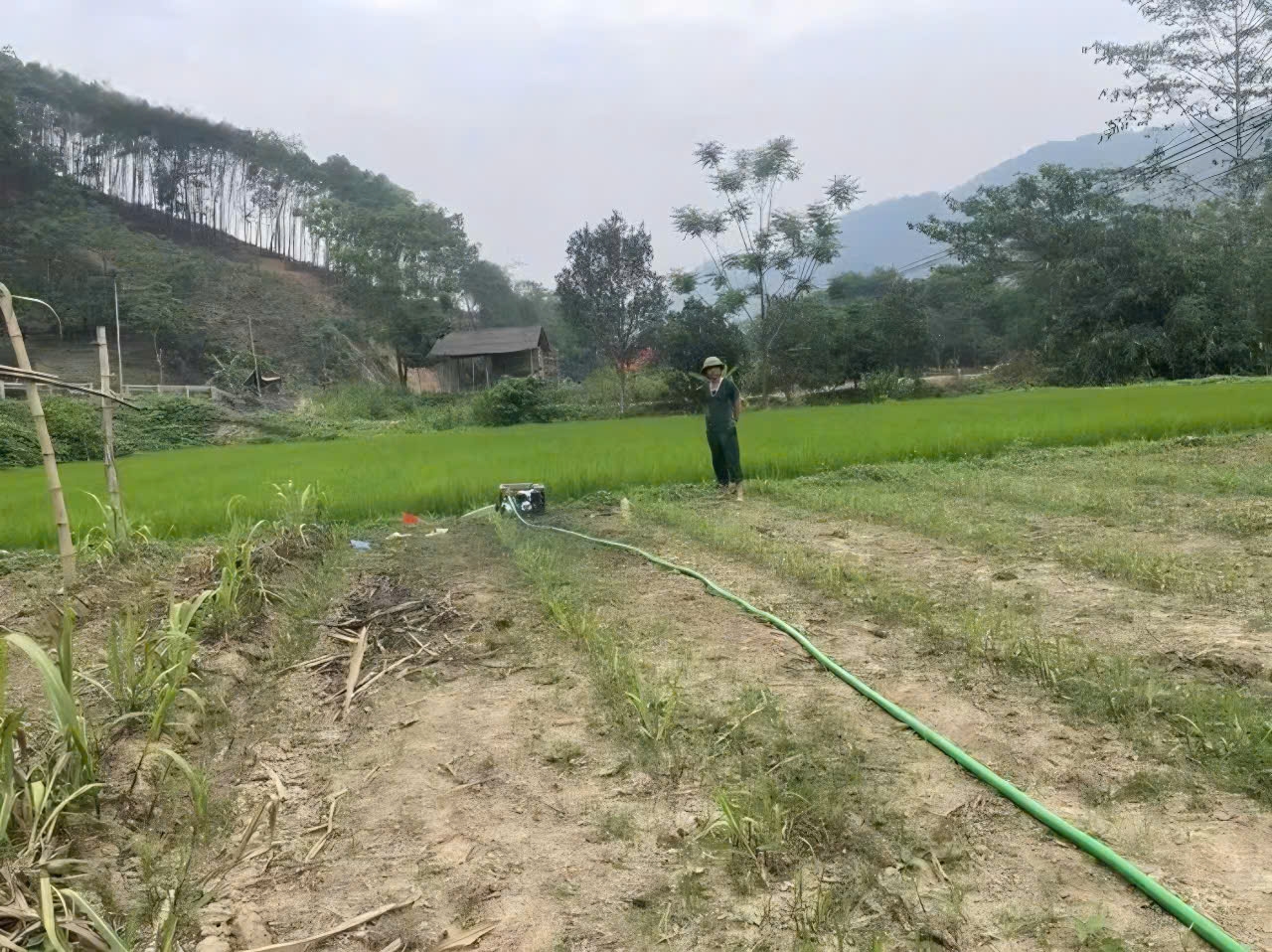 Một số hộ dân chủ động dùng máy bơm cỡ nhỏ cấp nước cho cây lúa. Ảnh: VOV