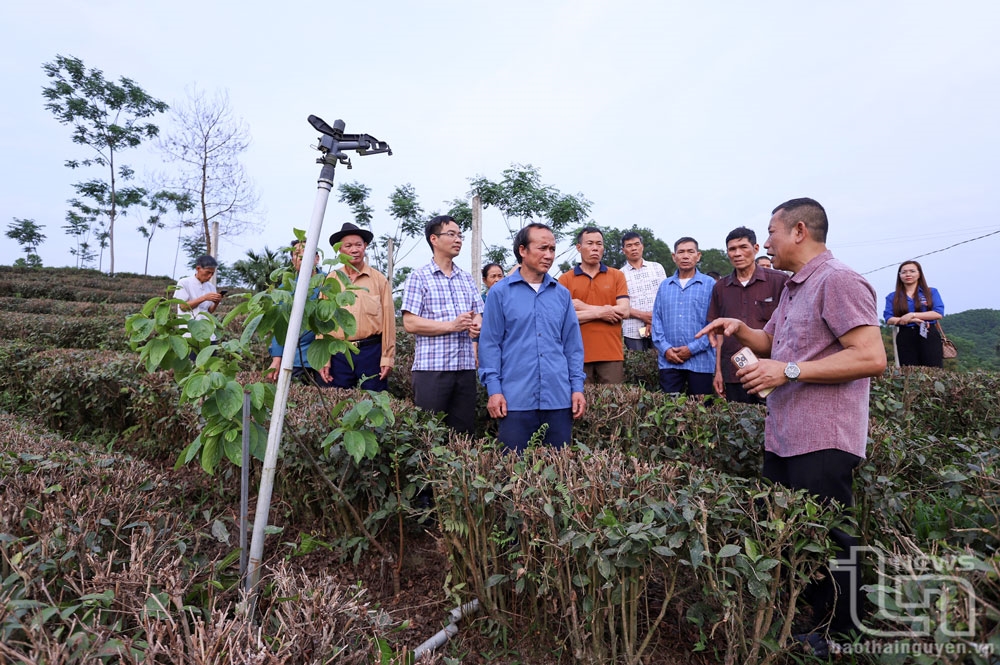 Đại diện Hợp tác xã chè Khe Cốc, xã Tức Tranh, huyện Phú Lương chia sẻ kinh nghiệm phát triển mô hình chè đặc sản với các đại biểu Người có uy tín huyện Võ Nhai (Ảnh: Báo Thái Nguyên).