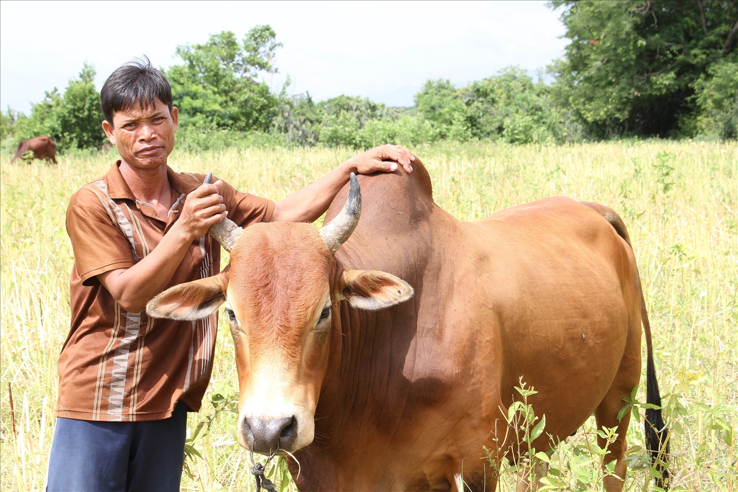 Anh Pupu Ná ở thôn Đồng Dày, xã Phước Trung chăn nuôi bò lai Sind, cho thu nhập cao. 