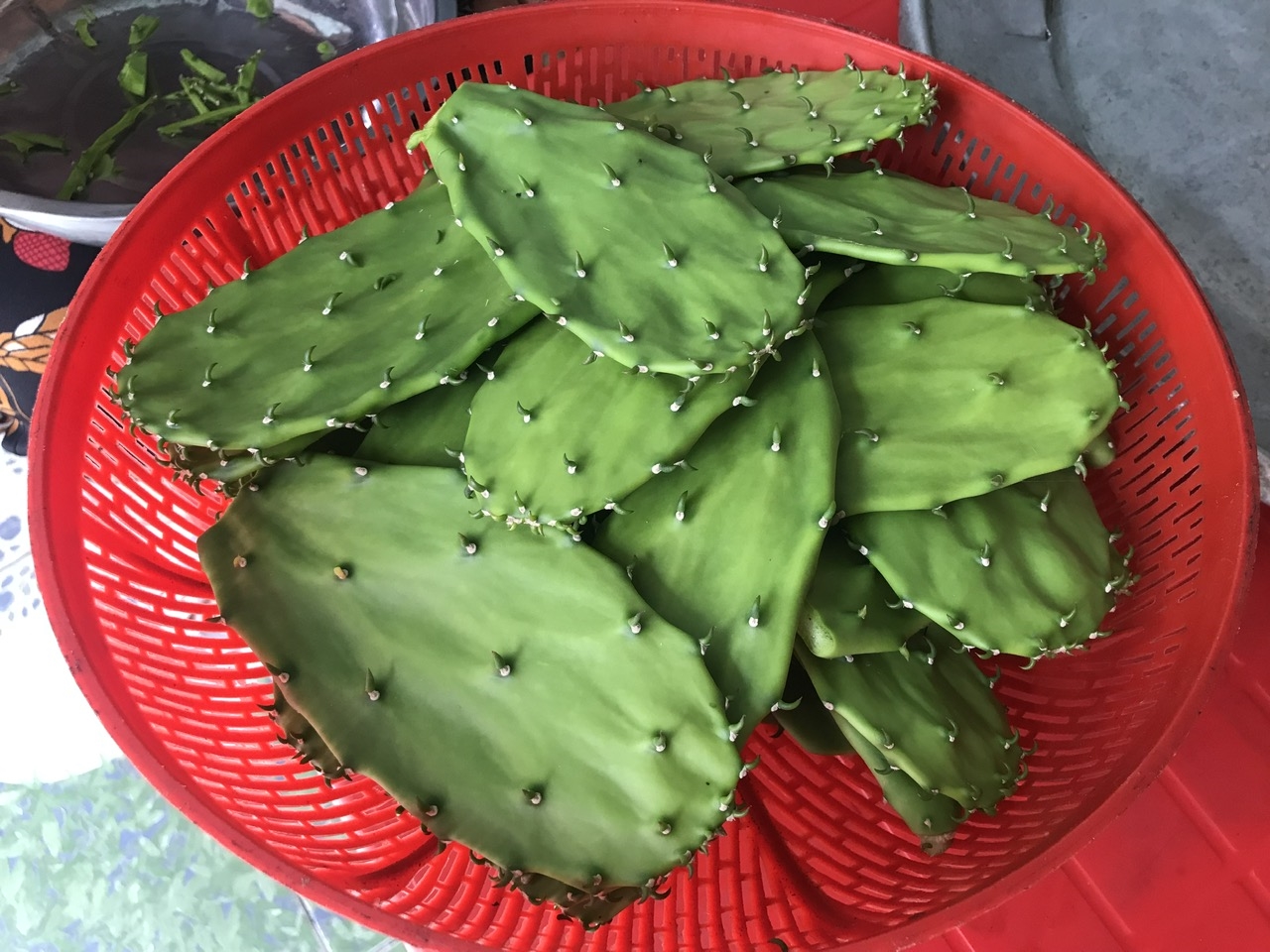Miếng lưỡi rồng non, trước khi chế biến. Ảnh: H.H.THẾ.