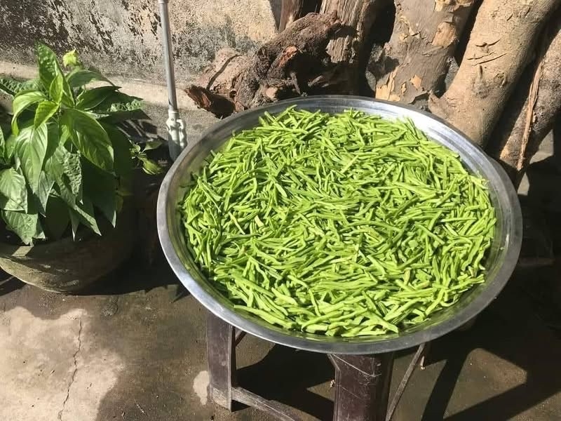 Trước khi nấu canh, lưỡi rồng non được xắc/thái phơi qua nắng để heo héo Ảnh: H.H.THẾ.
