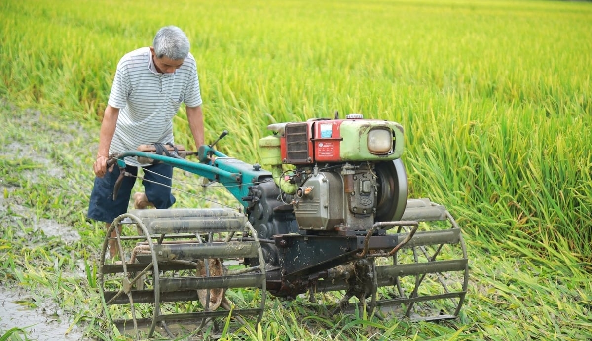 Ông Nguyễn Đình Chữ ở xã Đồng Thành huyện Yên Thành chán nản cày thửa ruộng bị lép hạt để sản xuất vụ mới