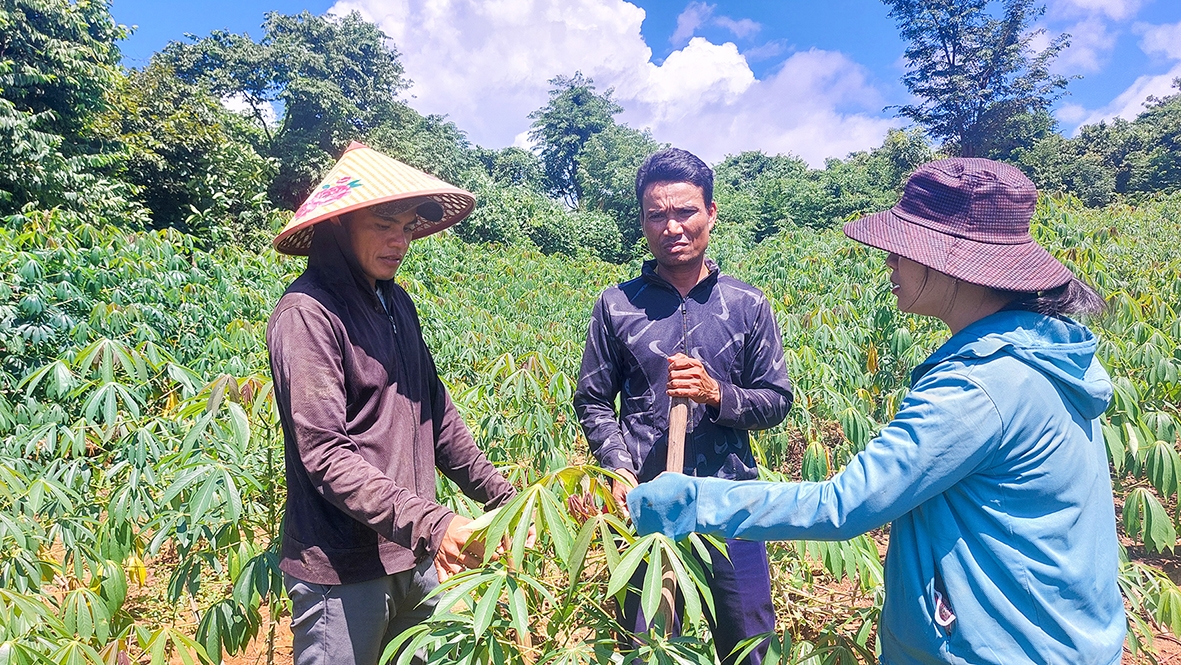 Nhờ được cho mượn đất để sản xuất nên nhiều hộ đồng bào Vân Kiều ở thôn Hà Lệt xây dựng được mô hình sinh kế vươn lên thoát nghèo