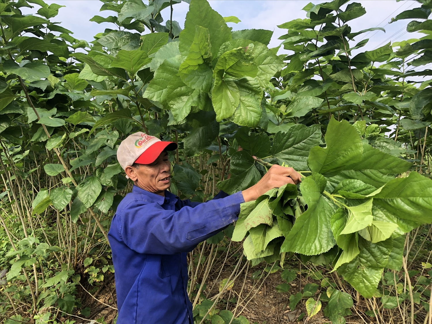 Dâu tằm cũng là một trong những cây trồng chủ lực của huyện Bảo Yên