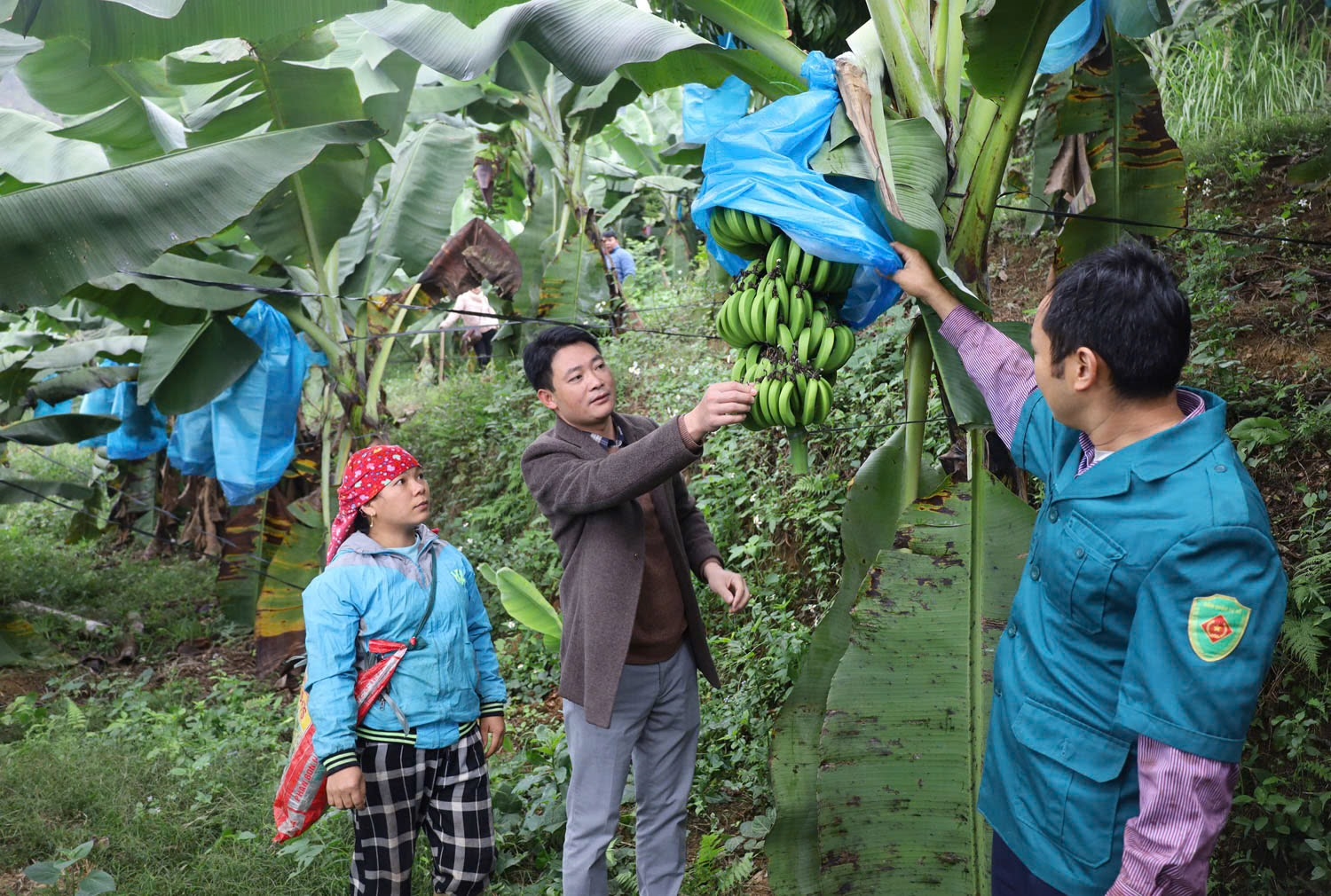 Cây chuối góp phần nâng cao thu nhập cho người dân KIm Sơn