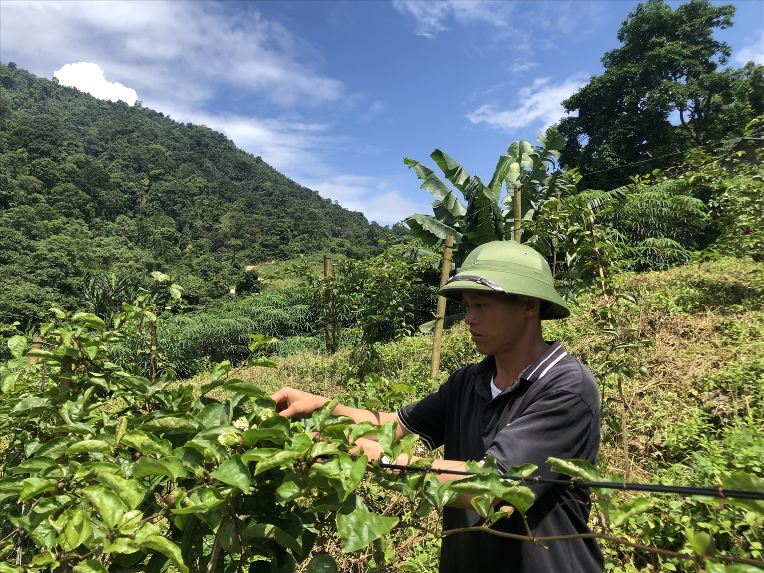 Người dân xã Trịnh Tường, huyện Bát Xát trồng chanh leo từ nguồn vốn hỗ trợ thuộc Chương trình MTQG 1719 mang lại hiệu quả kinh tế cao