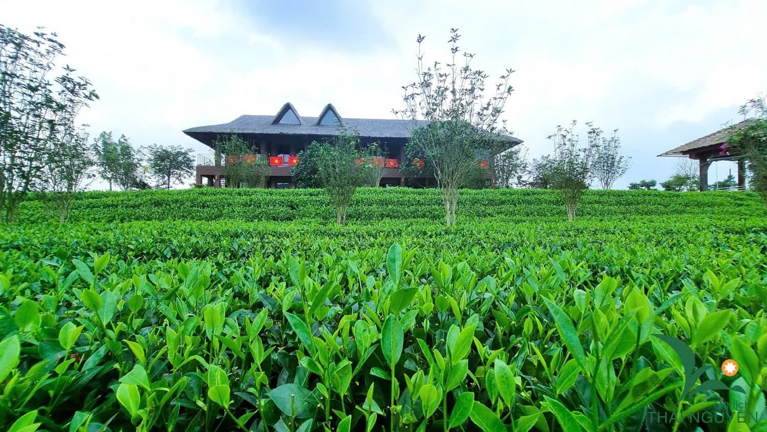Không gian thưởng trà, ngắm cảnh và trải nghiệm các công đoạn chế biến trà với mục tiêu lan tỏa giá trị văn hóa truyền thống và thúc đẩy du lịch bền vững. Ảnh: TL