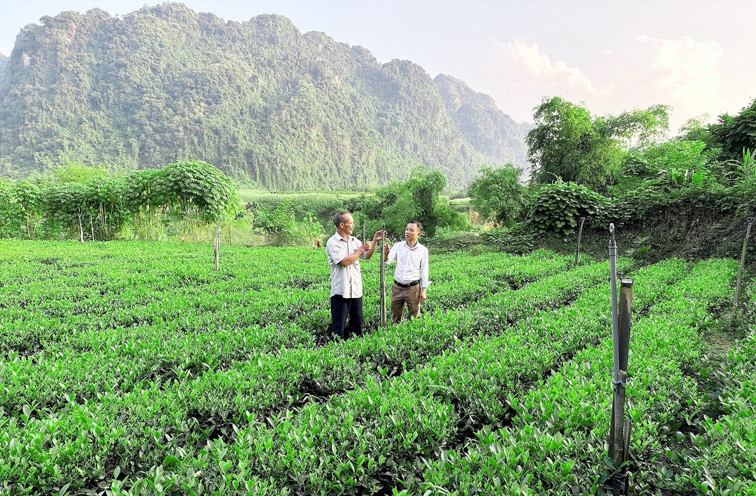 Nhờ được tham gia lớp tập huấn về sảnNhờ được tham gia lớp tập huấn về sản xuất chế biến chè, ông Trần Văn Đằng, xóm Hạ Sơn, xã Thần Sa, huyện Võ Nhai (bên trái) đã ứng dụng khoa học kỹ thuật vào sản xuất chè vụ đông mang lại hiệu quả kinh tế. (Ảnh: Thành Đồng) xuất chế biến chè, ông Trần Văn Đằng, xóm Hạ Sơn, xã Thần Sa, huyện Võ Nhai (bên trái) thoát nghèo nhờ ứng dụng khoa học kỹ thuật vào sản xuất chè vụ đông (Ảnh: Thành Đồng)