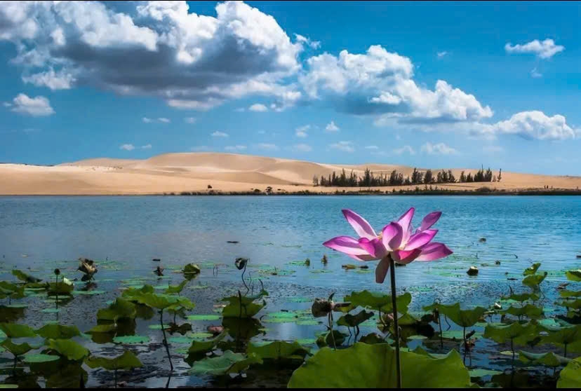 Bàu Trắng mùa sen nở