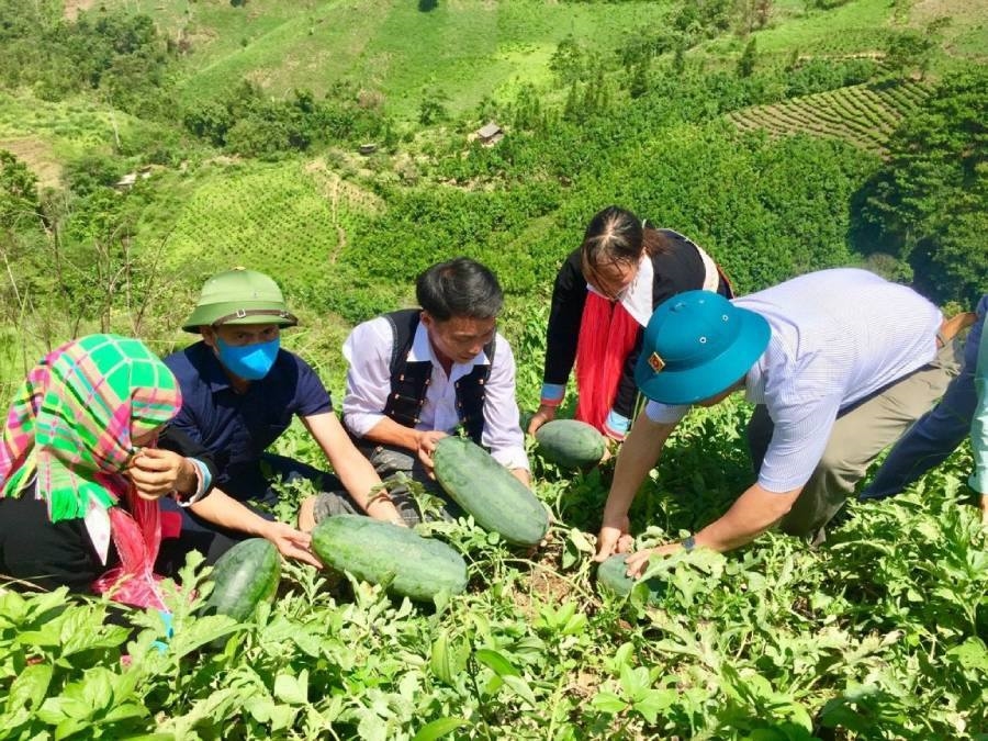 Nông dân ở huyện Mường Khương, tỉnh Lào Cai trồng dưa hấu để nâng cao thu nhập (Ảnh minh họa).