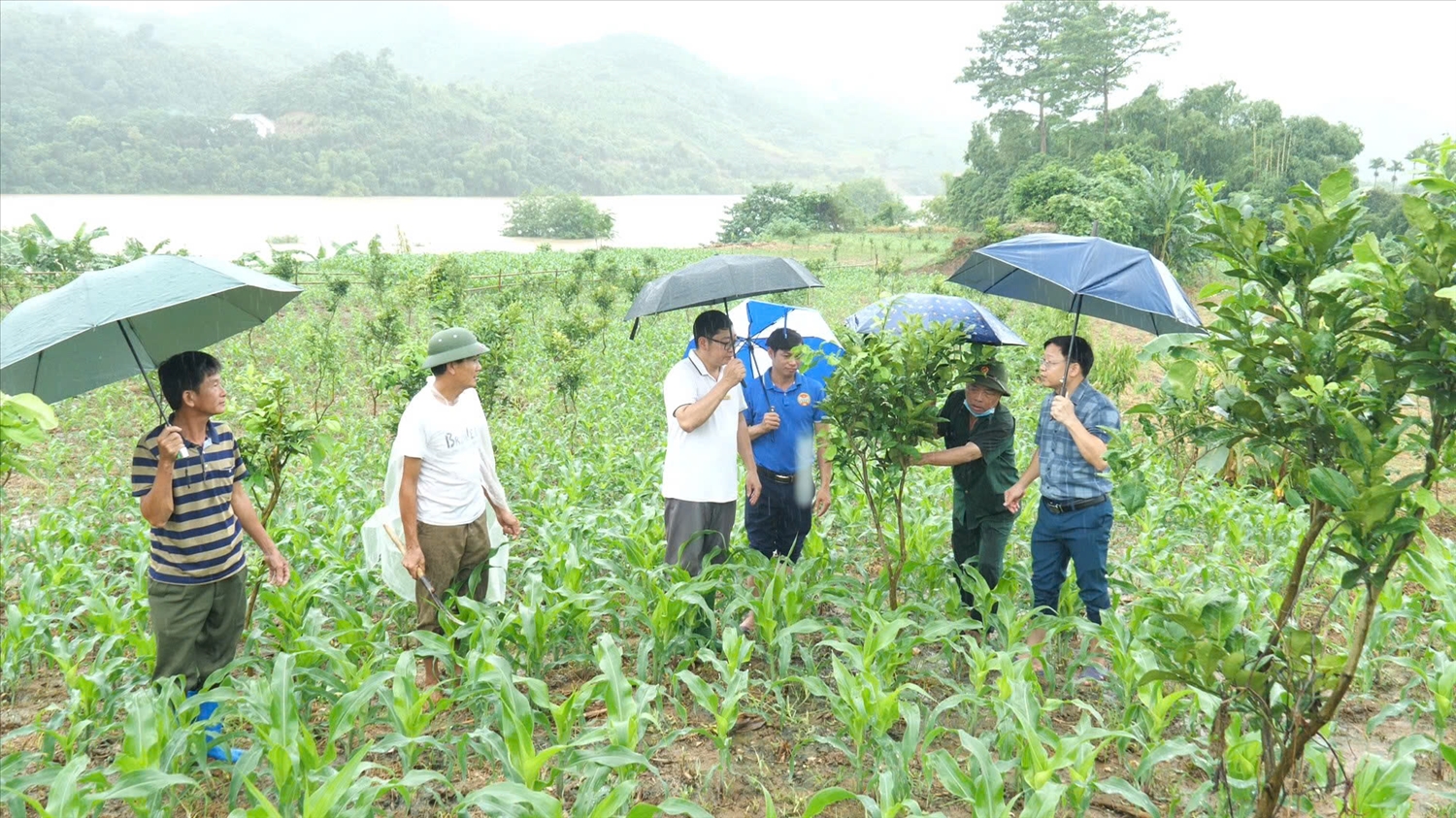 Bưởi da xanh là một trong những cây trồng được huyện Bảo Yên lựa chọn hỗ trợ cho nông dân từ nguồn vốn Chương trình MTQG 1719