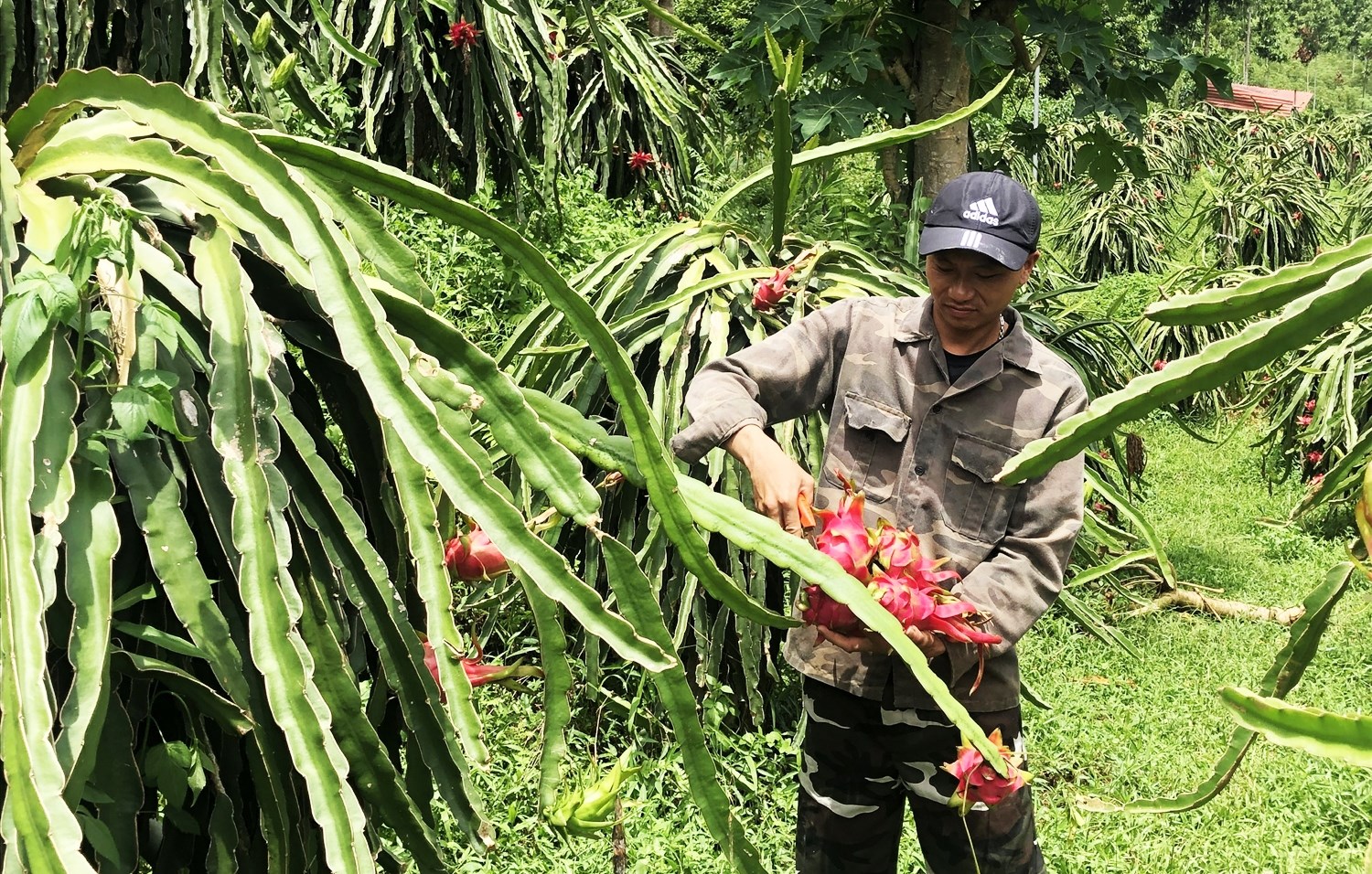 Thanh long ruột đỏ mang lại thu nhập cao cho bà con nông dân ở Bảo Yên