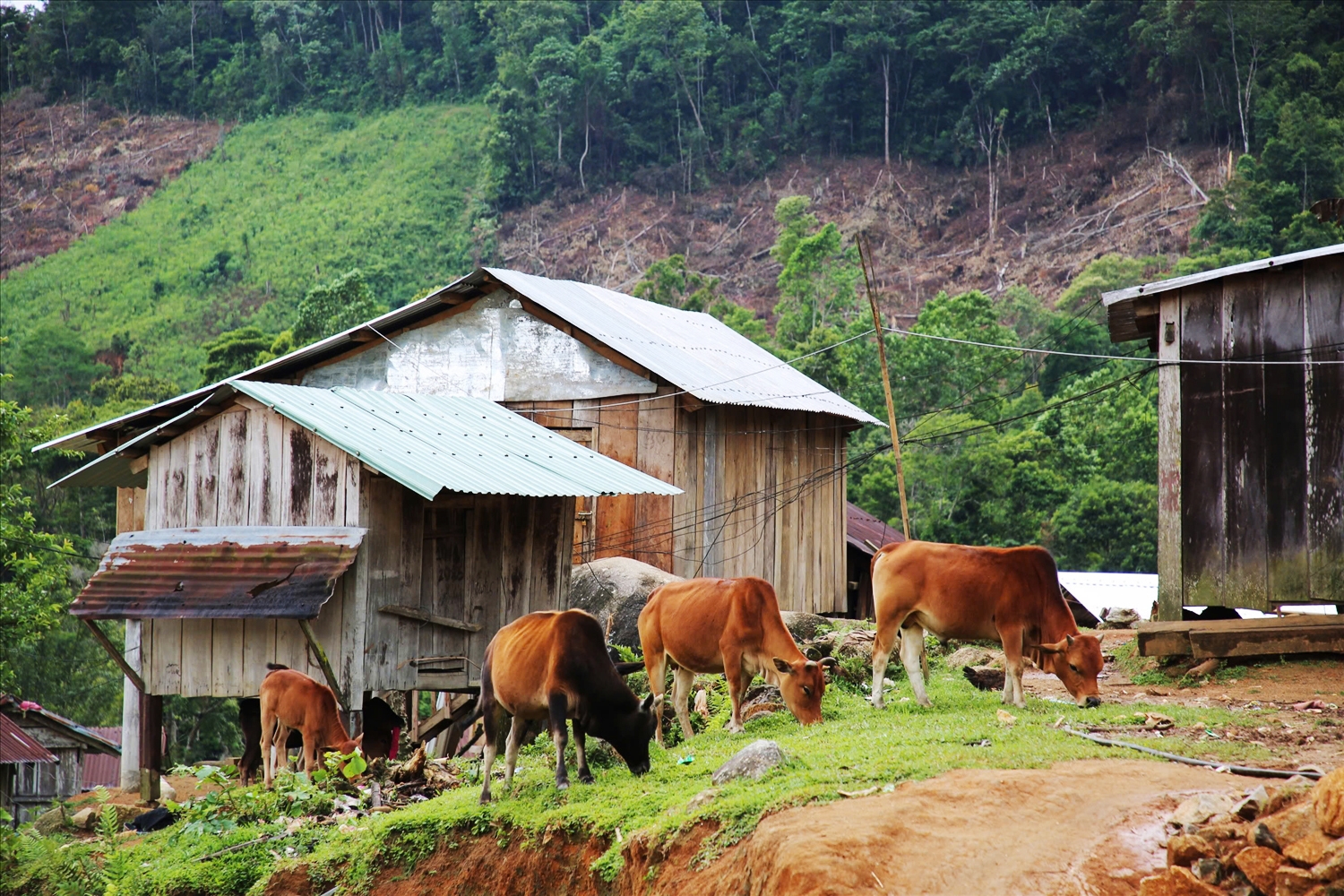 Một góc của thôn 3, xã Trà Vinh, huyện Nam Trà My, tỉnh Quảng Nam
