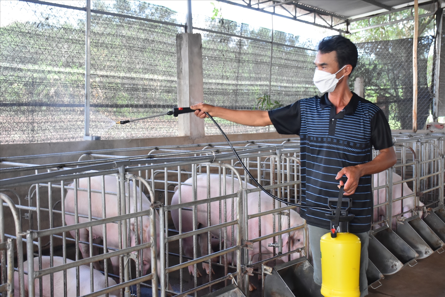 Một mô hình sản xuất hiện đại không thể thiếu chuỗi giá trị liên kết giữa doanh nghiệp – hợp tác xã – nông hộ. Những liên kết này giúp kiểm soát chặt chẽ vật tư đầu vào, quy trình sản xuất, giết mổ và tiêu thụ, đồng thời tạo ra động lực lan tỏa và chia sẻ rủi ro trong toàn chuỗi. Ảnh: Hồng Phúc