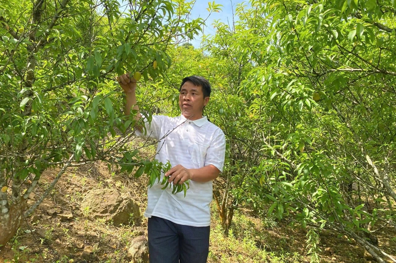 Mỗi năm gia đình anh Thao Lâu Pó thu nhập hàng trăm triệu đồng từ 2ha cây ăn quả