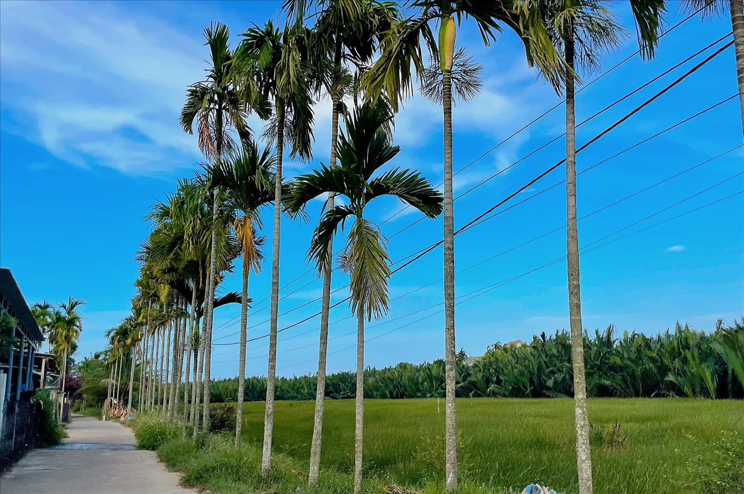 Trà Nhiêu còn lưu giữ khá đậm nét giá trị văn hóa thuần Việt với phong cảnh làng quê yên bình.