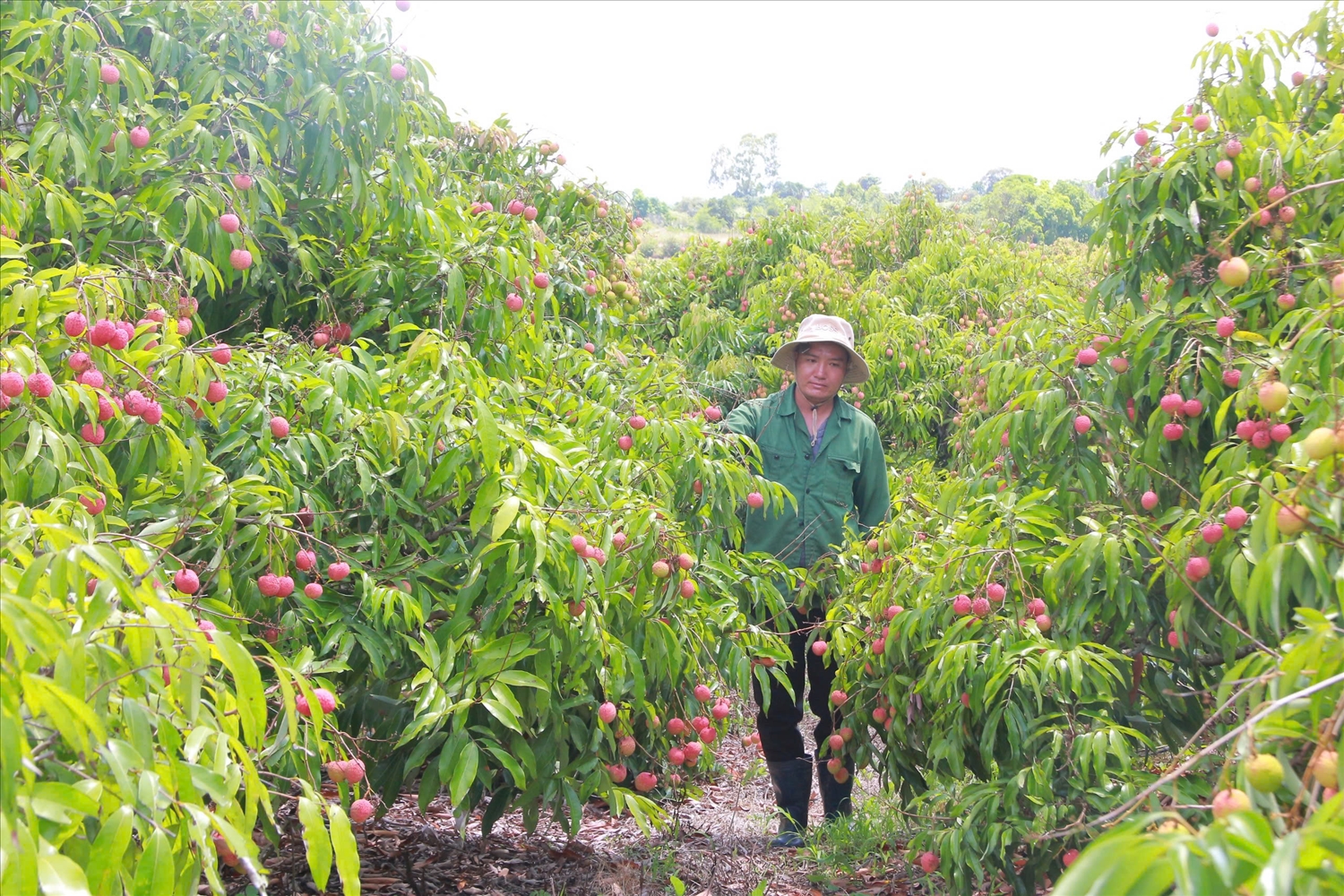 Tỉnh Đắk Lắk hiện có hơn 3.000ha vải