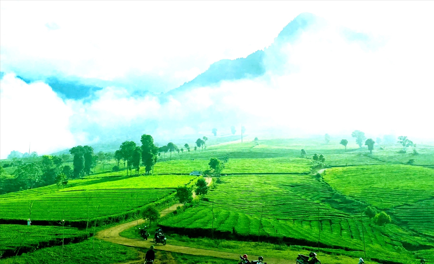 Những nương chè xanh bạt ngàn của người dân.