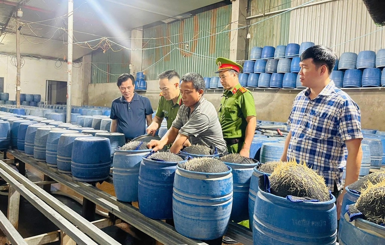 Hàng trăm tấn giá đỗ được sản xuất từ hóa chất độc hại đã được bán ra thị trường trong thời gia qua
