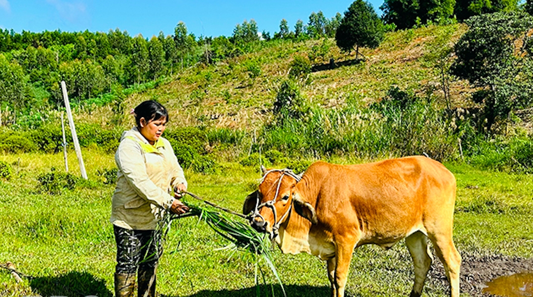 Chị Đinh Thị Viếc (ở làng K2) được UBND xã Vĩnh Sơn hỗ trợ bò từ Chương trình mục tiêu quốc gia phát triển kinh tế - xã hội vùng đồng bào DTTS và miền núi, từng bước vươn lên ổn định cuộc sống và đã viết đơn xin thoát nghèo