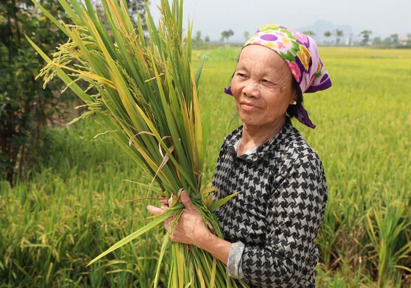 Bà Nguyễn Thị Xinh (ngụ xóm 5, xã Diễn Nguyên, huyện Diễn Châu, Nghệ An) buồn bã khi có 3 sào ruộng vụ xuân này không kết hạt