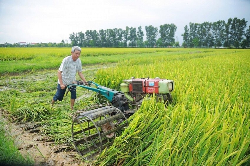 Ông Nguyễn Đình Chữ ở xã Đồng Thành - Yên Thành cho biết: Gia đình xuống giống đúng lịch thời vụ, chăm sóc theo quy trình nhưng khi lúa trổ thì xảy ra tình trạng bông lép, không kết hạt