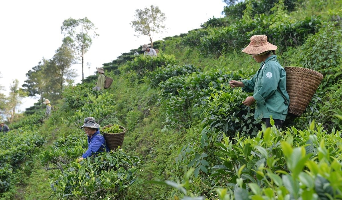 Chè Shan tuyết ở Kỳ Sơn (Nghệ An) đang được địa phương xây dựng và phát triển thành chuỗi liên kết giá trị