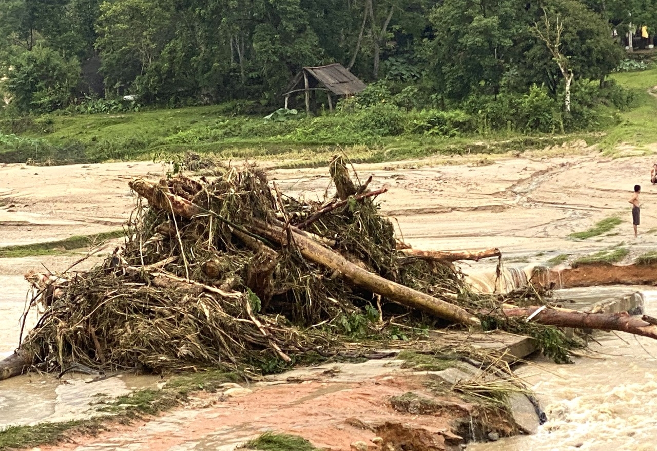Nhiều cây gỗ lớn nằm ngổn ngang.