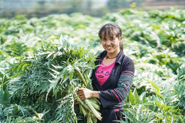 Dự án hỗ trợ vùng được liệu quý tại Sa Pa đang chậm tiến độ do vướng mắc về cơ chế, chính sách