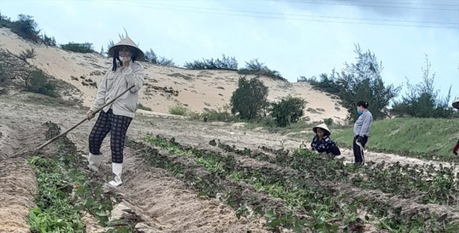 Hiện chị Nguyễn Thị Như Mận đã liên kết với nhiều hộ nông dân ở xã Võ Ninh trồng thành công cây khoai lang trên cát