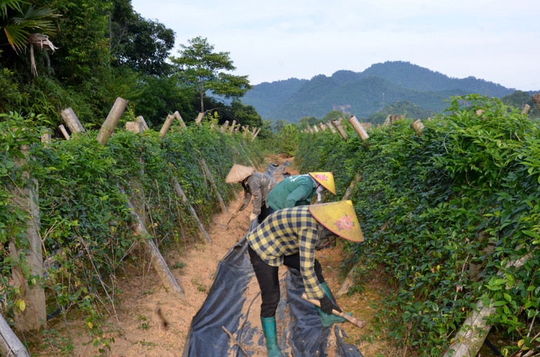 Người dân Bắc Kạn trồng cây cát sâm để phát triển kinh tế