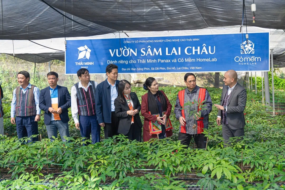 Sâm Lai Châu một trong những cây dược liệu quý, có giá trị cao. (Trong ảnh: Thủ tướng Chính phủ Phạm Minh Chính thăm vườn sâm Lai Châu tại huyện Sìn Hồ)