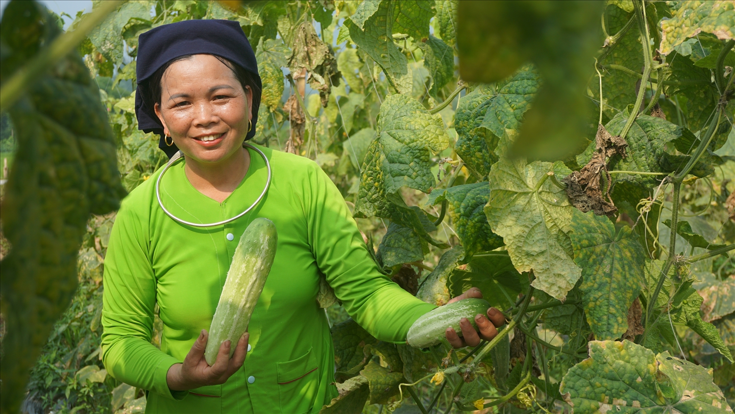 Bà Ma Thị Đẹp phấn khởi thông tin cây dưa leo cho thu nhập cao hơn cây lúa nhiều lần
