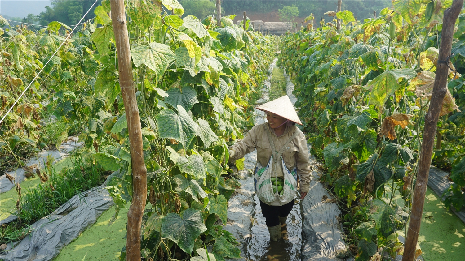 Bà con nông dân đang tập trung thu hái dưa để chuẩn bị làm đất trồng vụ mới