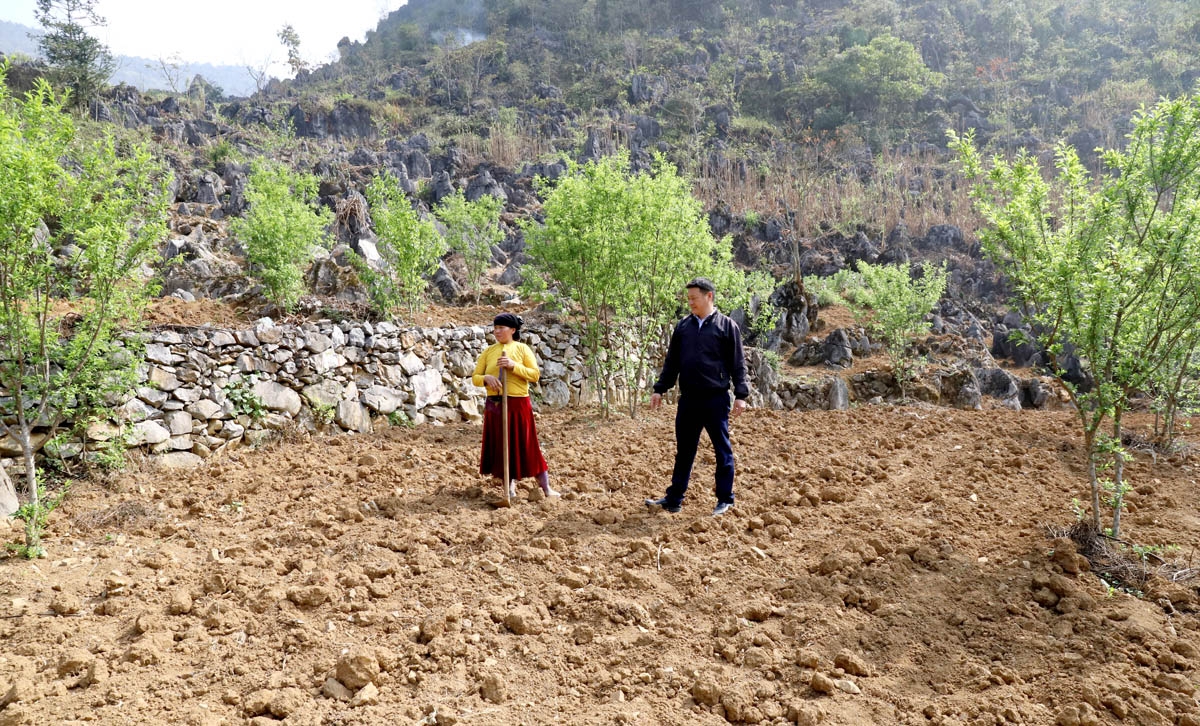 Gia đình anh Lầu Súa Cở, thôn Sà Tủng Chứ kết hợp trồng mận và sâm khoai, gừng để nâng cao năng suất