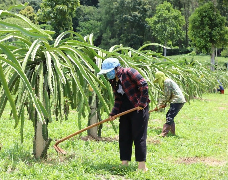 Người dân xã Chiềng Pha, huyện Thuận Châu được hỗ trợ phân bón, kỹ thuật trồng, phát triển thanh long theo tiêu chuẩn VietGAP. Ảnh: Trần Long