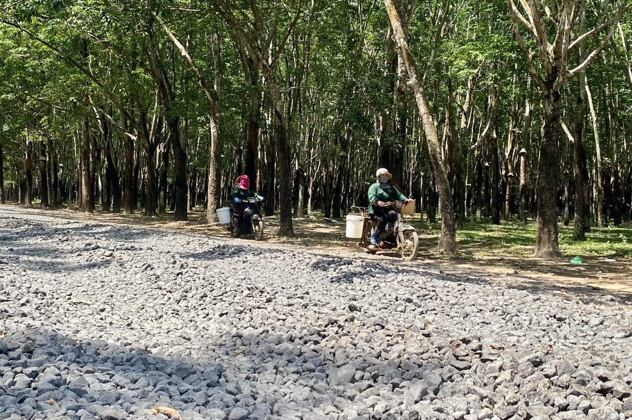 Đường hư hỏng, nhiều người lựa chọn cách đi vào lô cao su