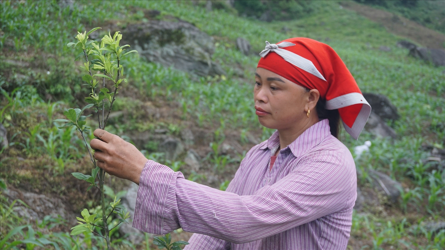 Chị Mẩy hy vọng khi cây mận cho quả sẽ có thêm nguồn thu nhập nâng cao đời sống của gia đình