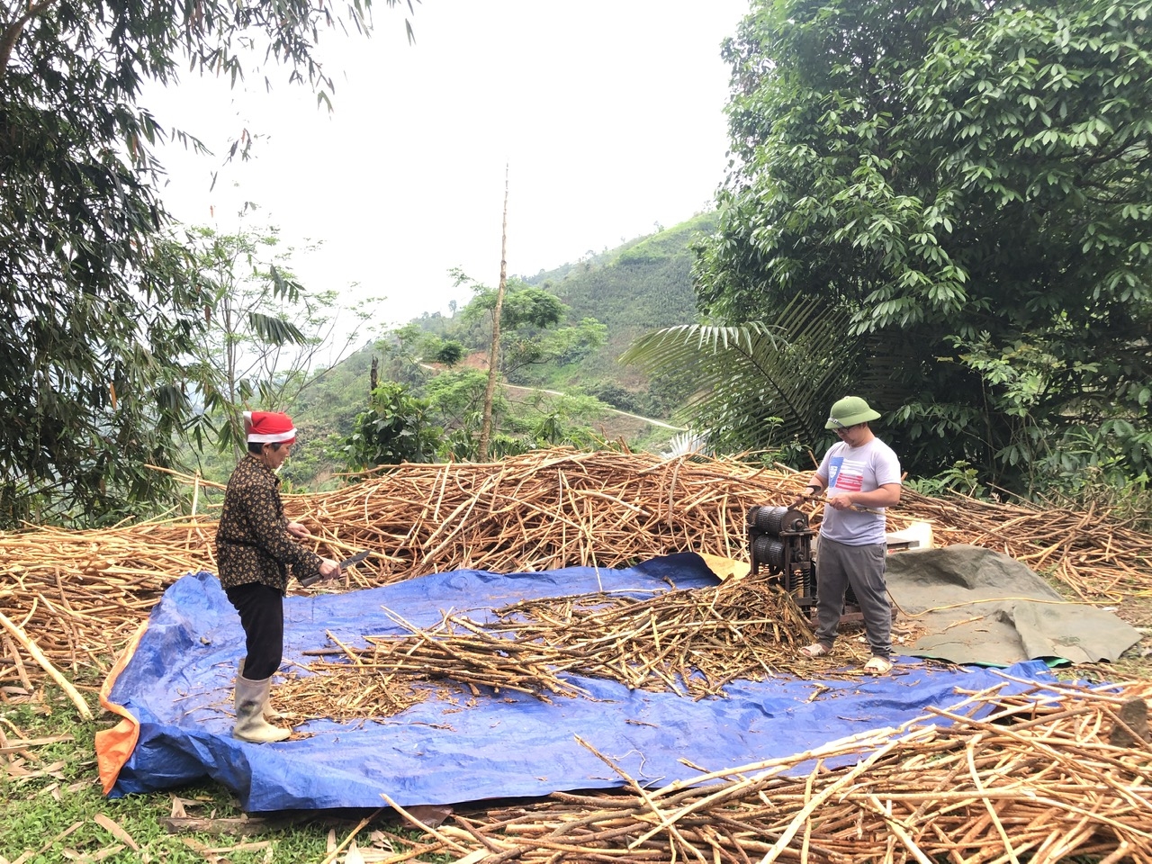 Bà con nông dân Phìn Ngan thu hoạch vỏ quế