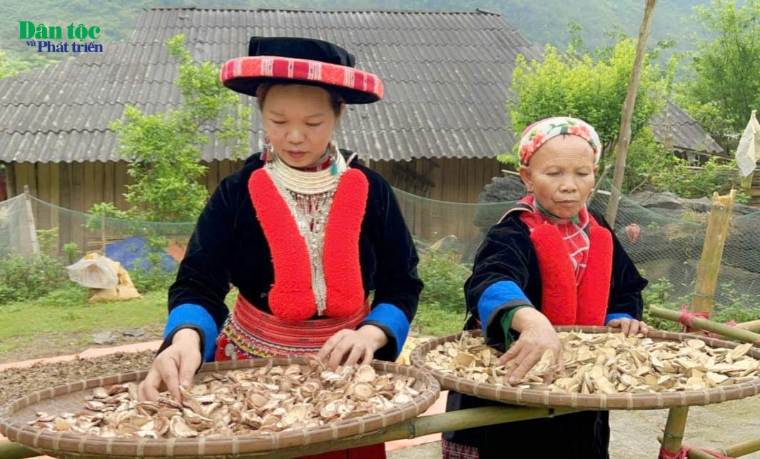 Dù đã trở thành một trong những biểu tượng văn hóa nổi bật nhất của người Dao, nghề thuốc cũng đang phải học cách sinh tồn trước những sức ép của thời đại.