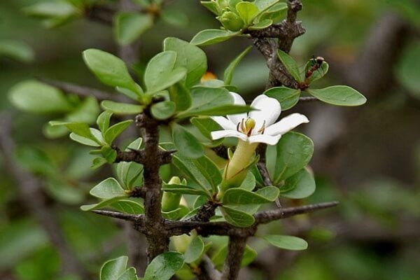 Cây tu hú có thể được sử dụng để kháng viêm, giảm đau và bảo vệ gan. Ngoài ra, cây tu hú còn được biết đến với khả năng hỗ trợ lợi tiêu hóa và điều trị các vấn đề liên quan đến tiêu chảy, kiết lỵ.