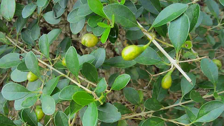 (Tổng hợp) Những bài thuốc hay từ cây tu hú 4