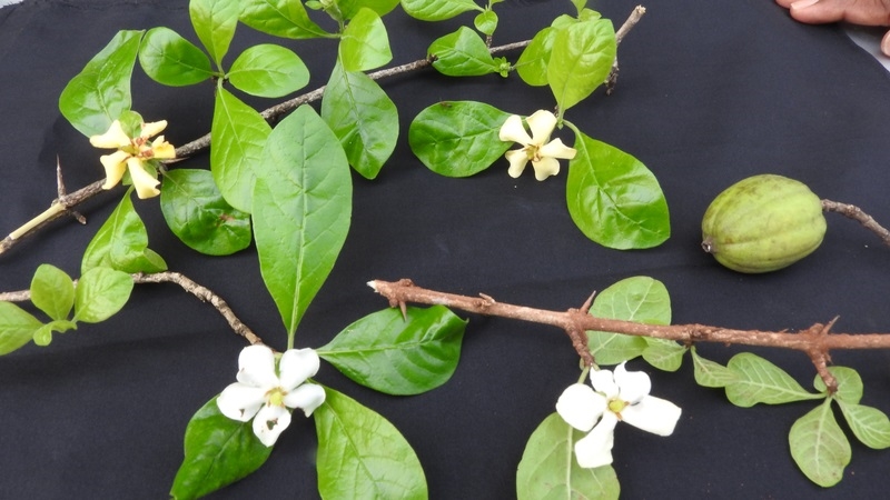 (Tổng hợp) Những bài thuốc hay từ cây tu hú 1