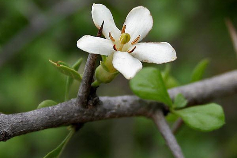 (Tổng hợp) Những bài thuốc hay từ cây tu hú 2