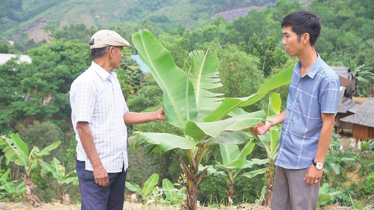 Mô hình trồng chuối lùn tại xã A Vao, huyện Đakrông, tỉnh Quảng Trị đã góp phần giúp đồng bào DTTS phát triển kinh tế (Ảnh: H.T).