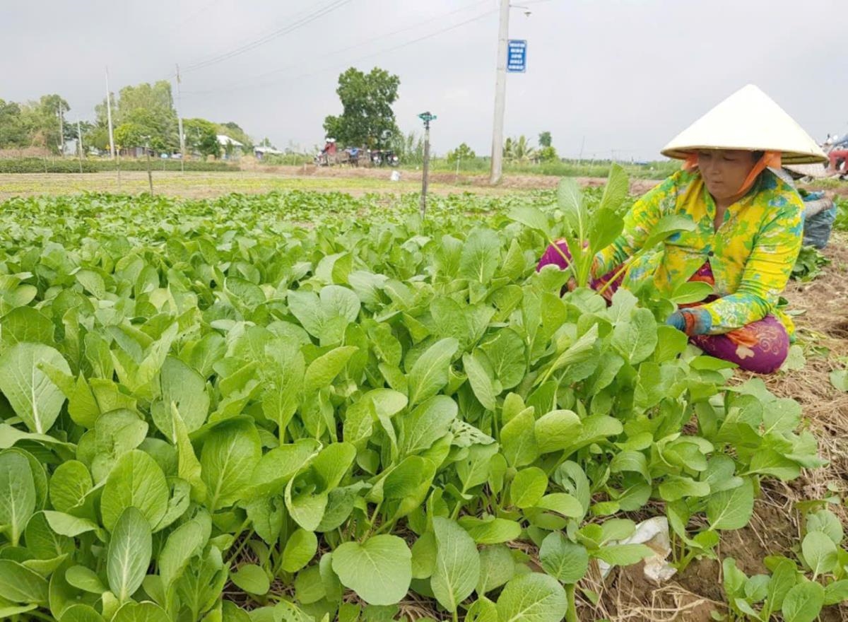 Chị Thạch Sà My, xã Tân Hiệp, huyện Trà Cú, tỉnh Trà Vinh được vay vốn để phát triển kinh tế (Ảnh: Phan Bình).