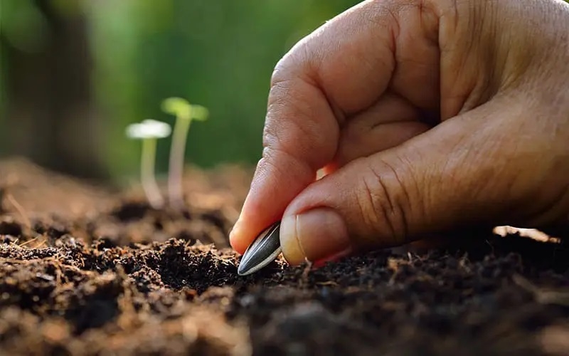 (Tổng hợp) Hướng dẫn cách trồng hướng dương lấy hạt năng suất cao 1